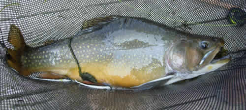 Wild Brook Trout from www.riverkeeperflyfishing.com
