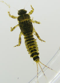 Sulfur Nymph photographed by Gene Macri