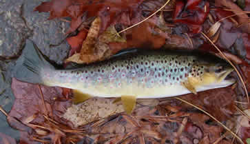 Wild Brown Trout from Gene Private Stream